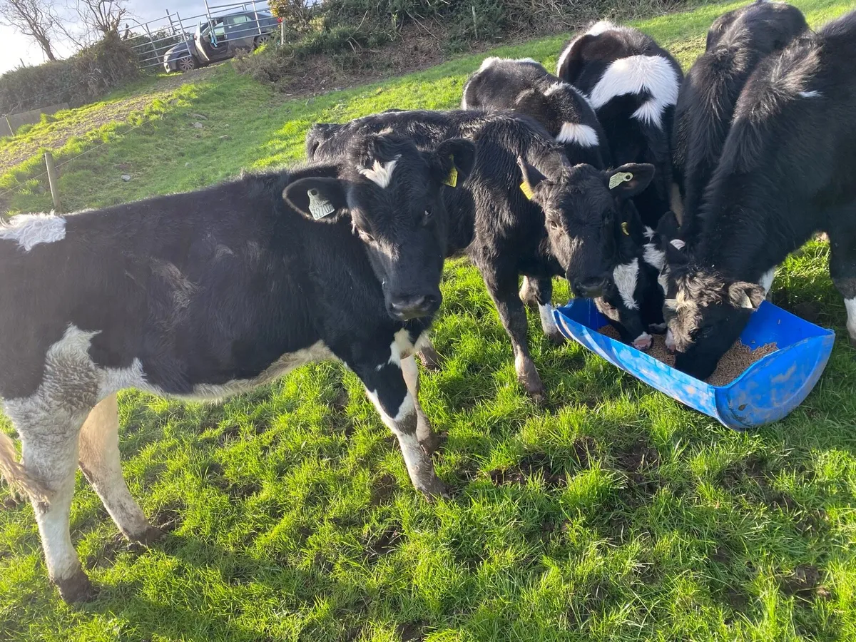 Fresian heifers - Image 1