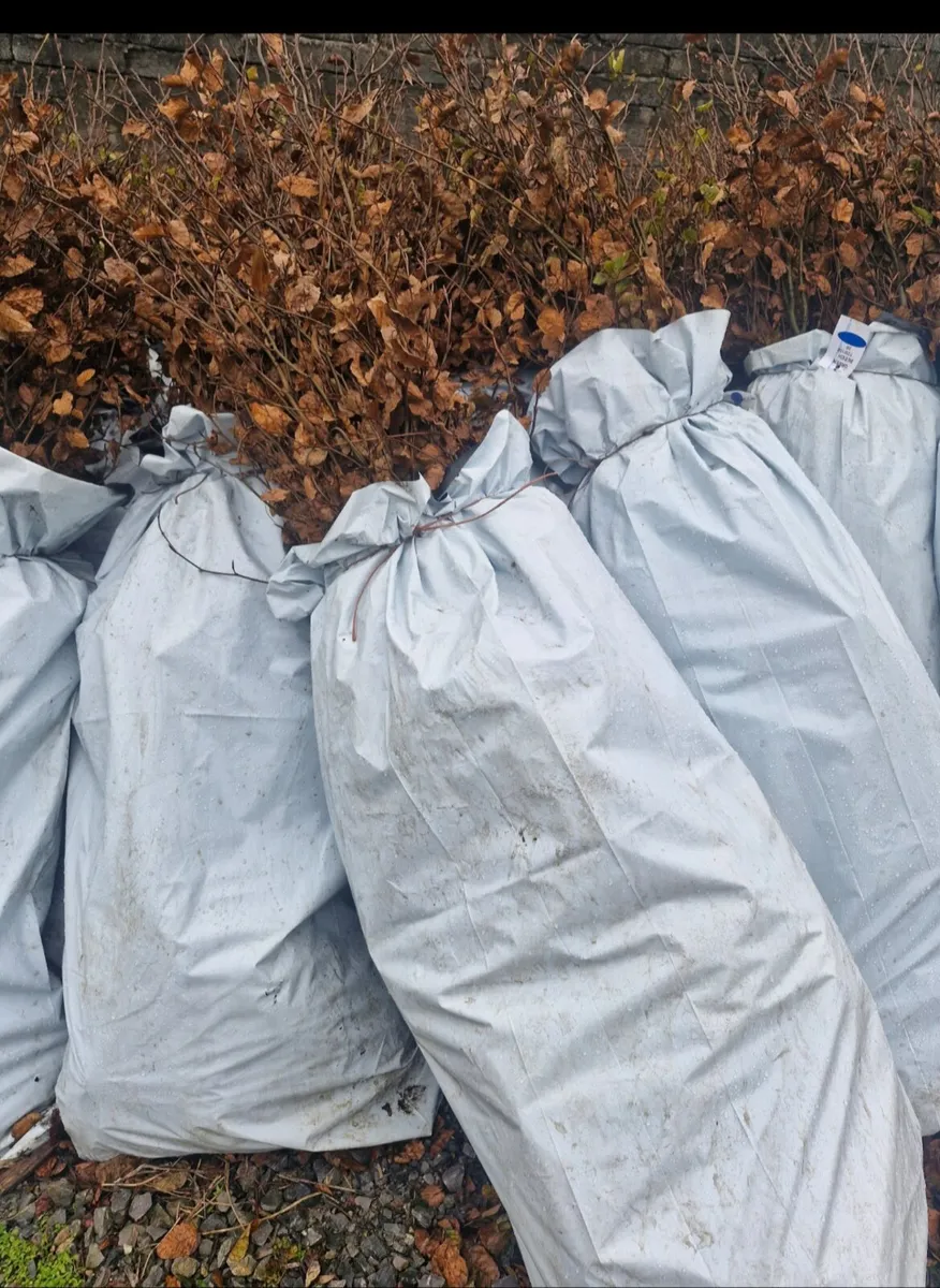 Bareroot 4 to 5 ft beech for sale