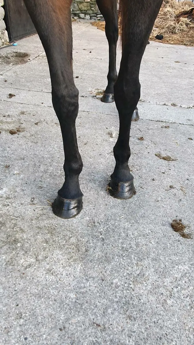 Lovely mare - Image 2