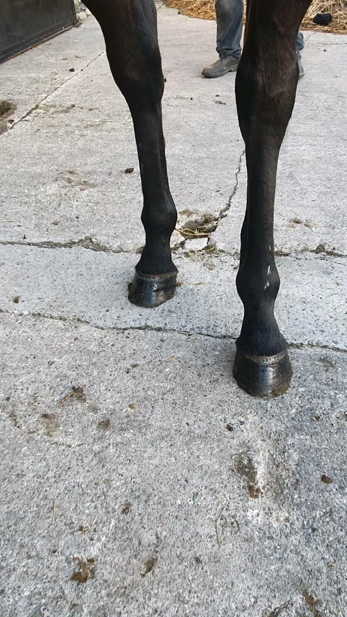 Lovely mare - Image 3