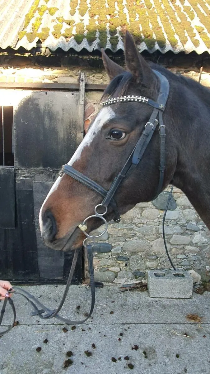 Lovely mare - Image 1