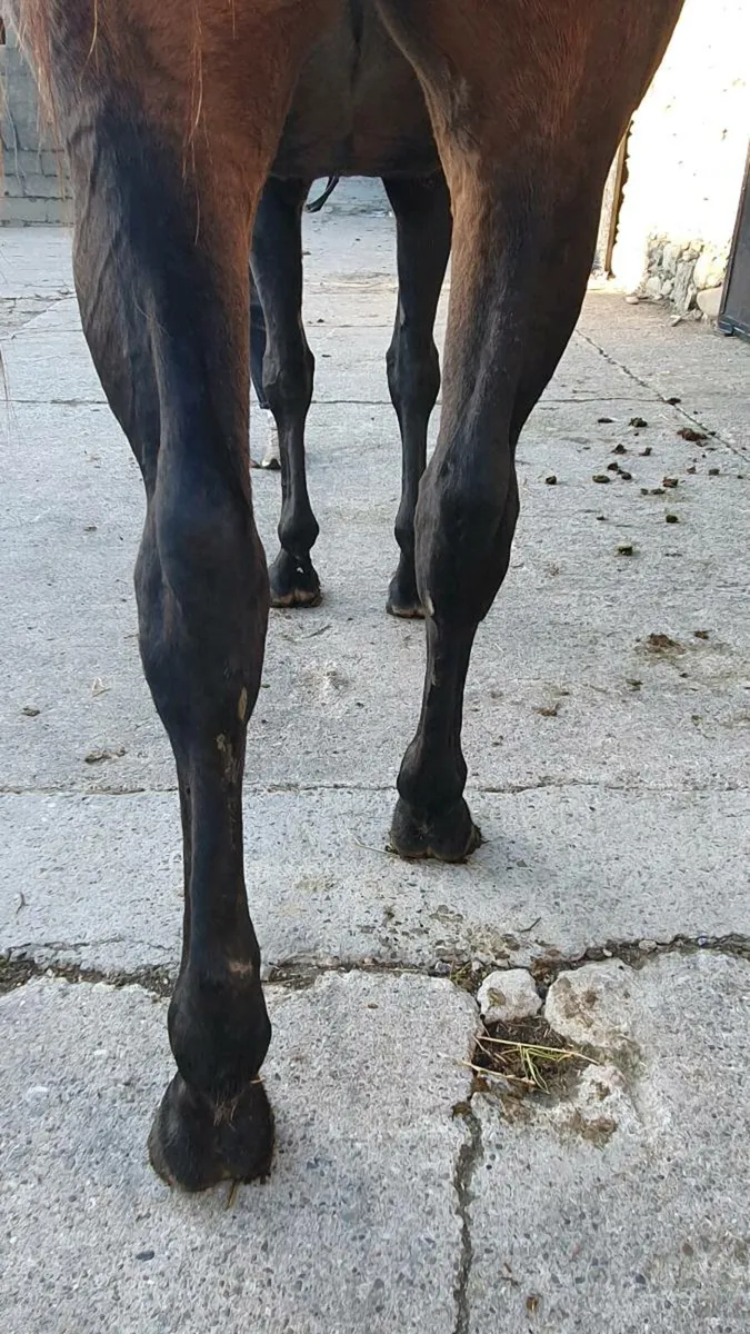 Lovely mare - Image 4