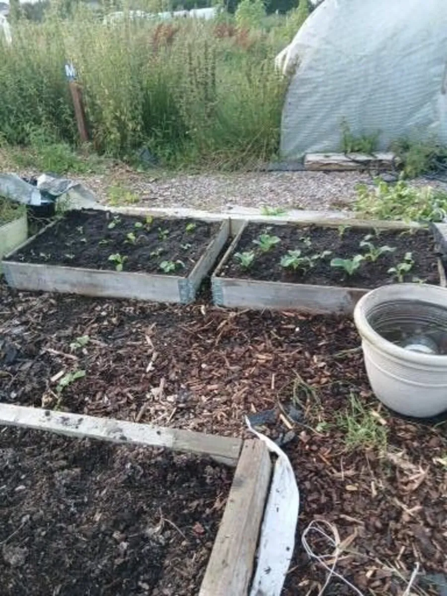 Land Wanted for Crops - Image 2