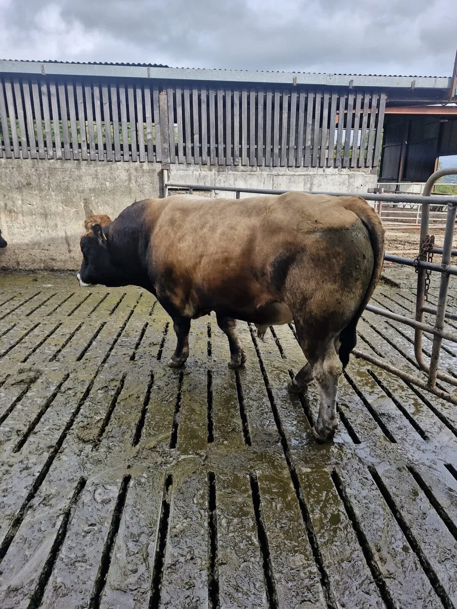 Bull - Image 3
