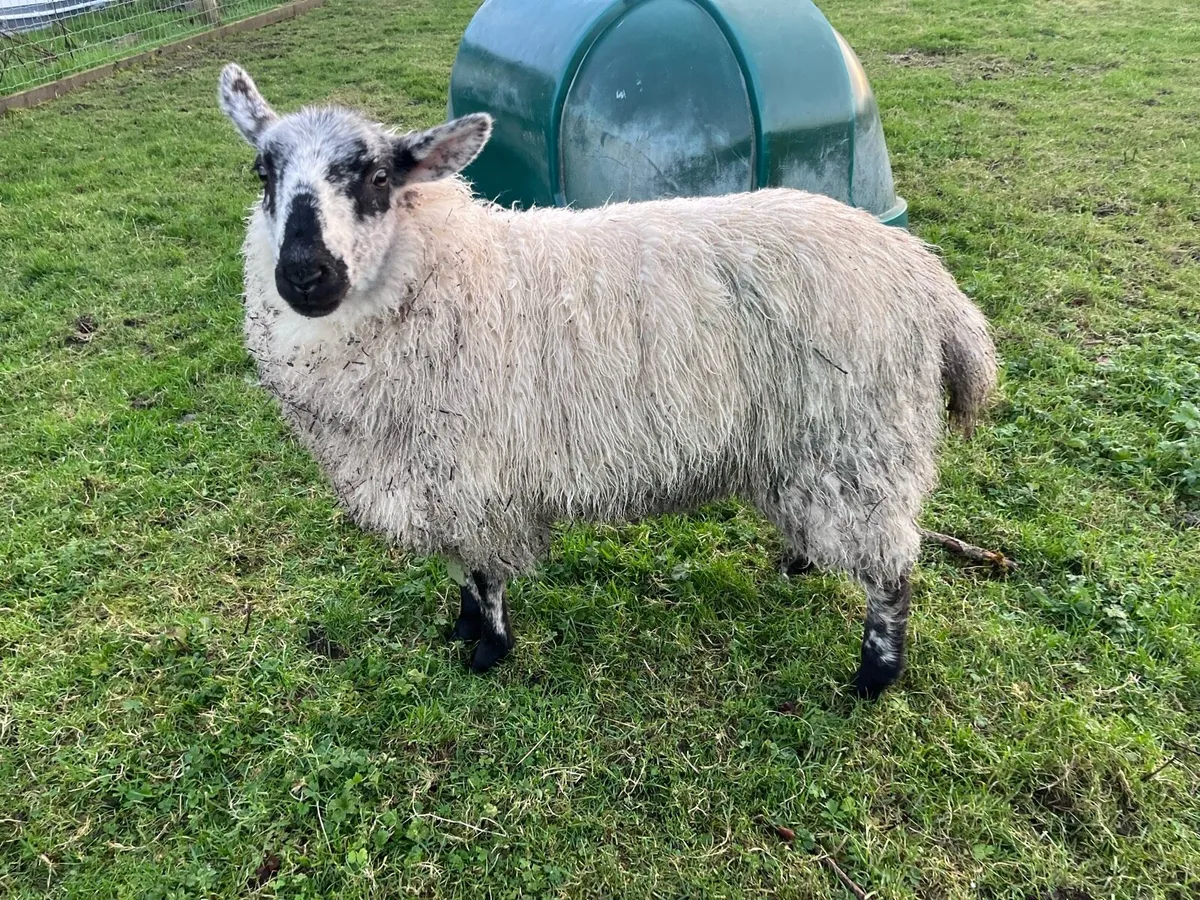 Sheep 2 ewes 1 ram - Image 4