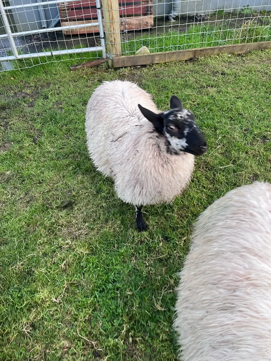 Sheep 2 ewes 1 ram - Image 2