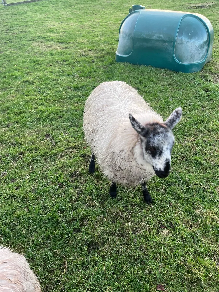 Sheep 2 ewes 1 ram - Image 3