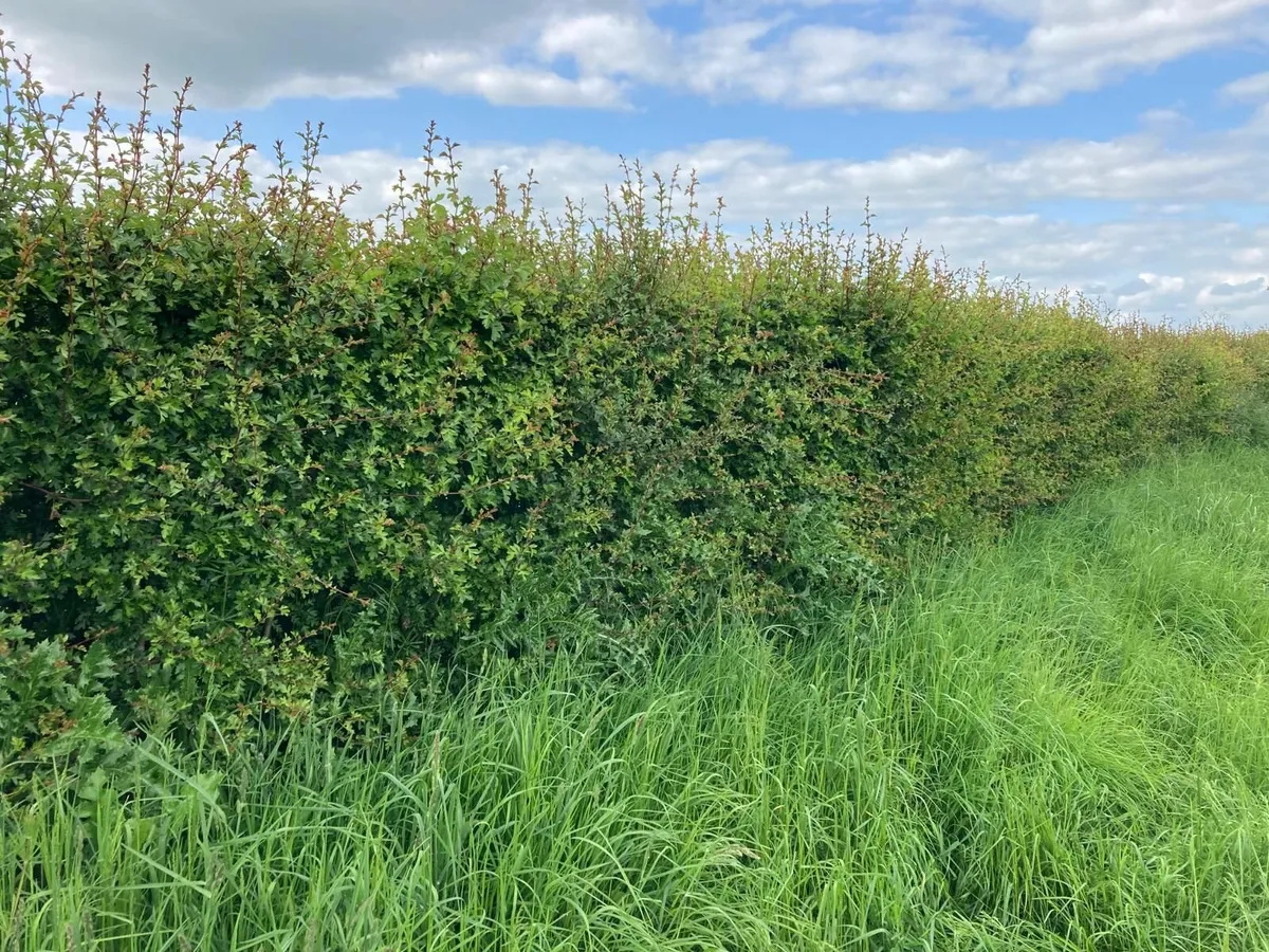 Irish Whitethorn Hedging for sale 🌳 - Image 3