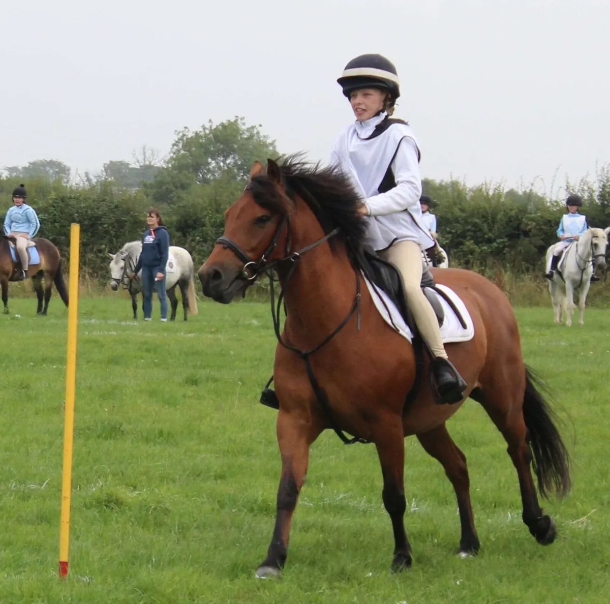 138cm allrounder  pony - Image 2