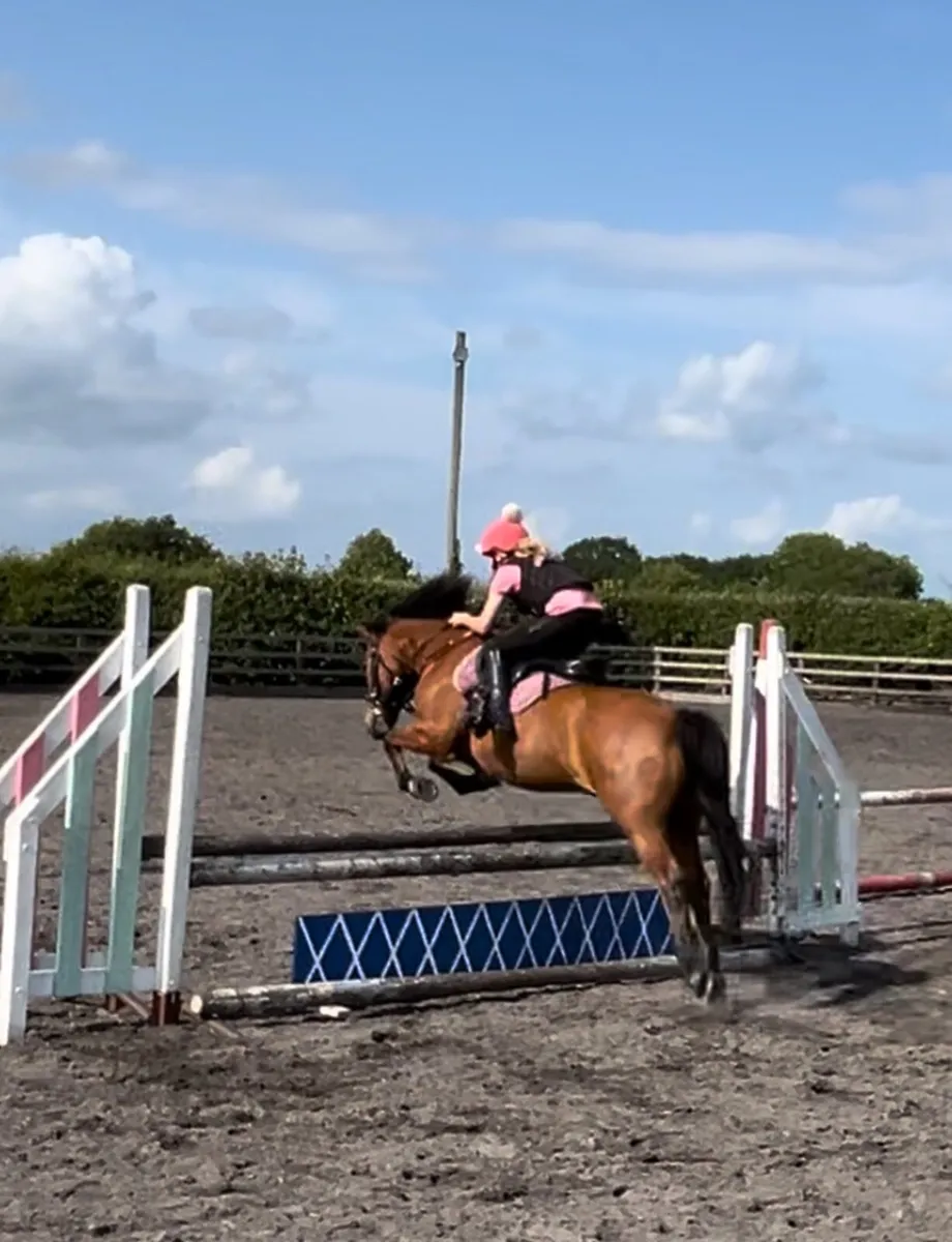 138cm allrounder  pony - Image 3