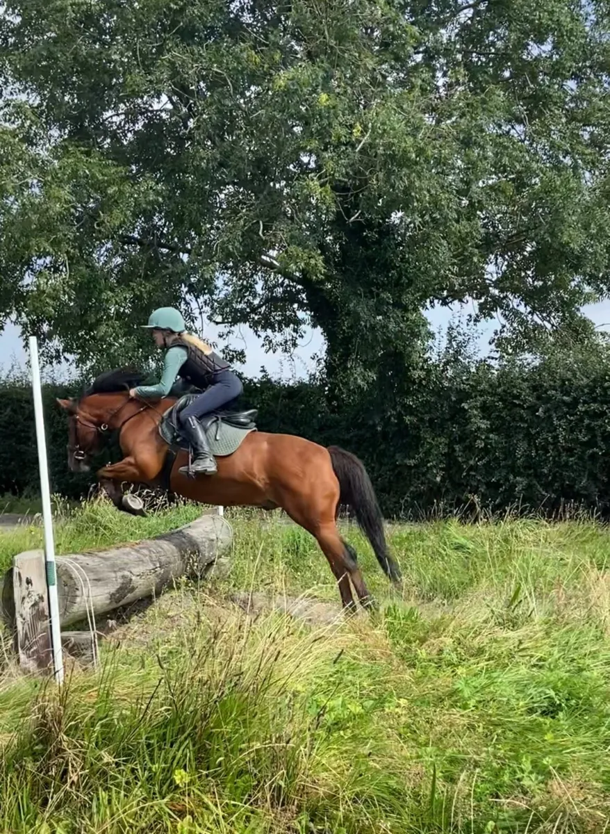 138cm allrounder  pony - Image 4