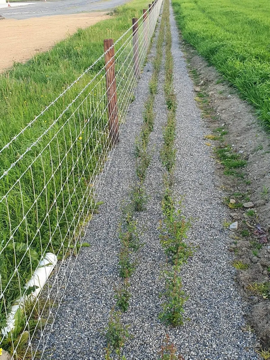 Irish Whitethorn Hedging for sale 🌳 - Image 4