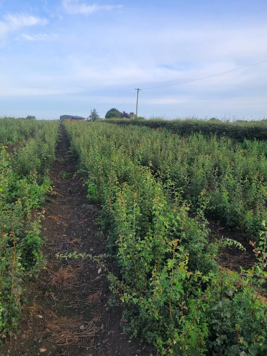 Irish Whitethorn Hedging for sale 🌳 - Image 1