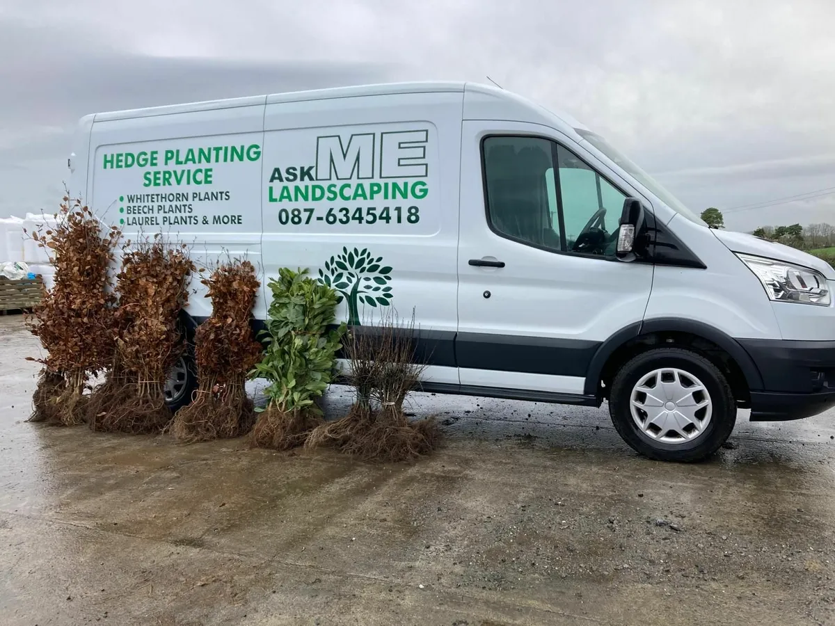 Beech hedging for sale 🌳 - Image 1