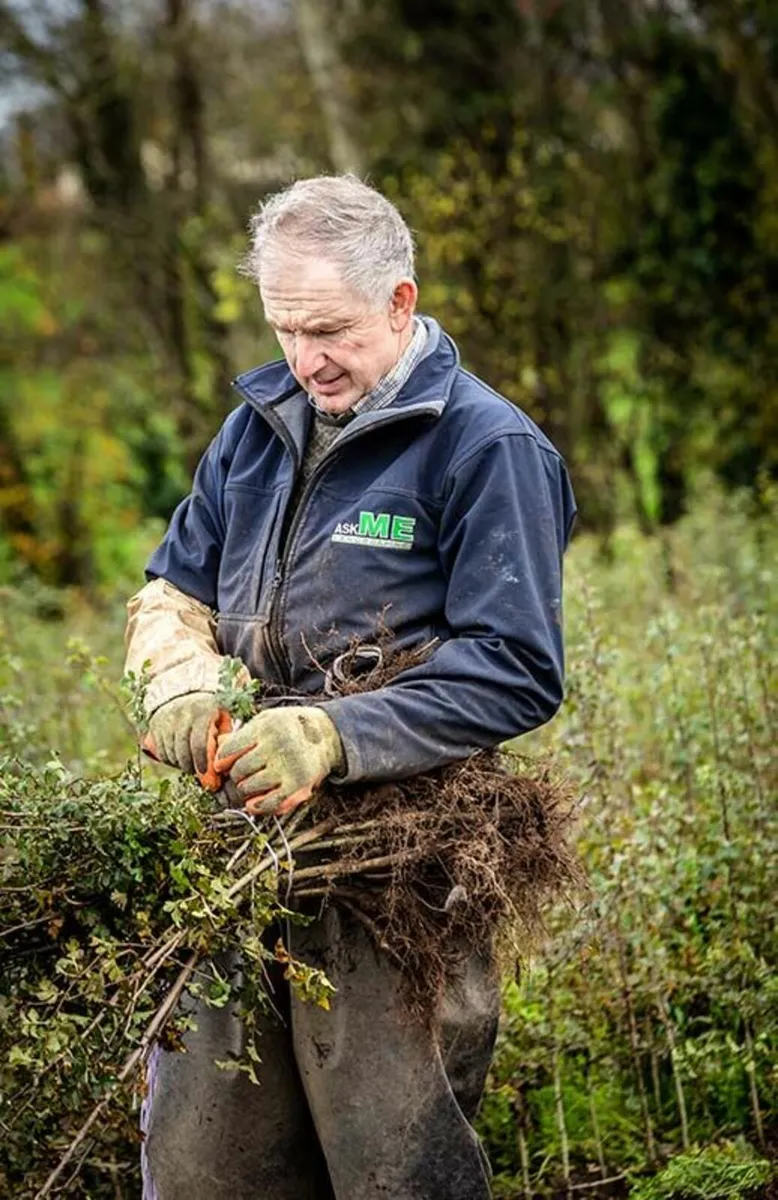 Irish Whitethorn Hedging for sale 🌳 - Image 1
