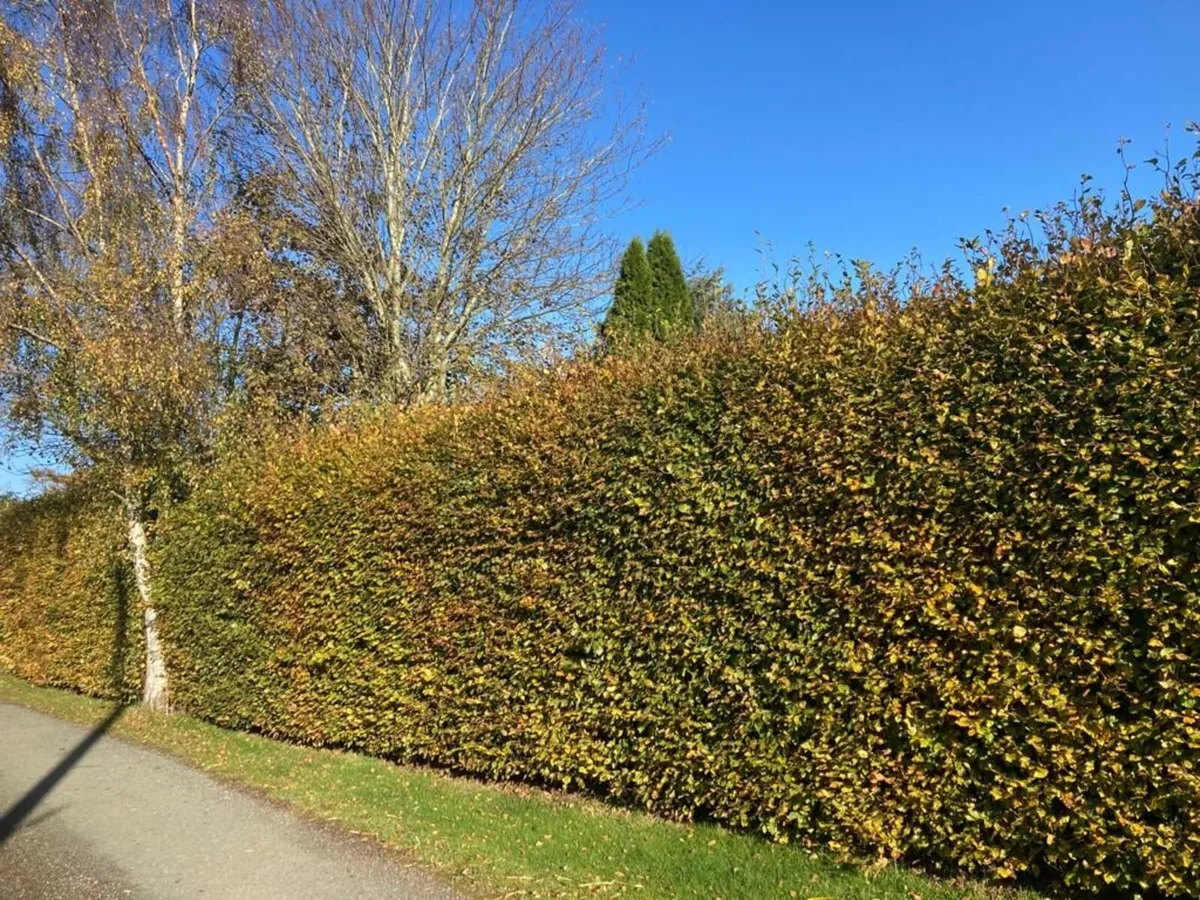Beech Hedging for sale 🌳 - Image 2