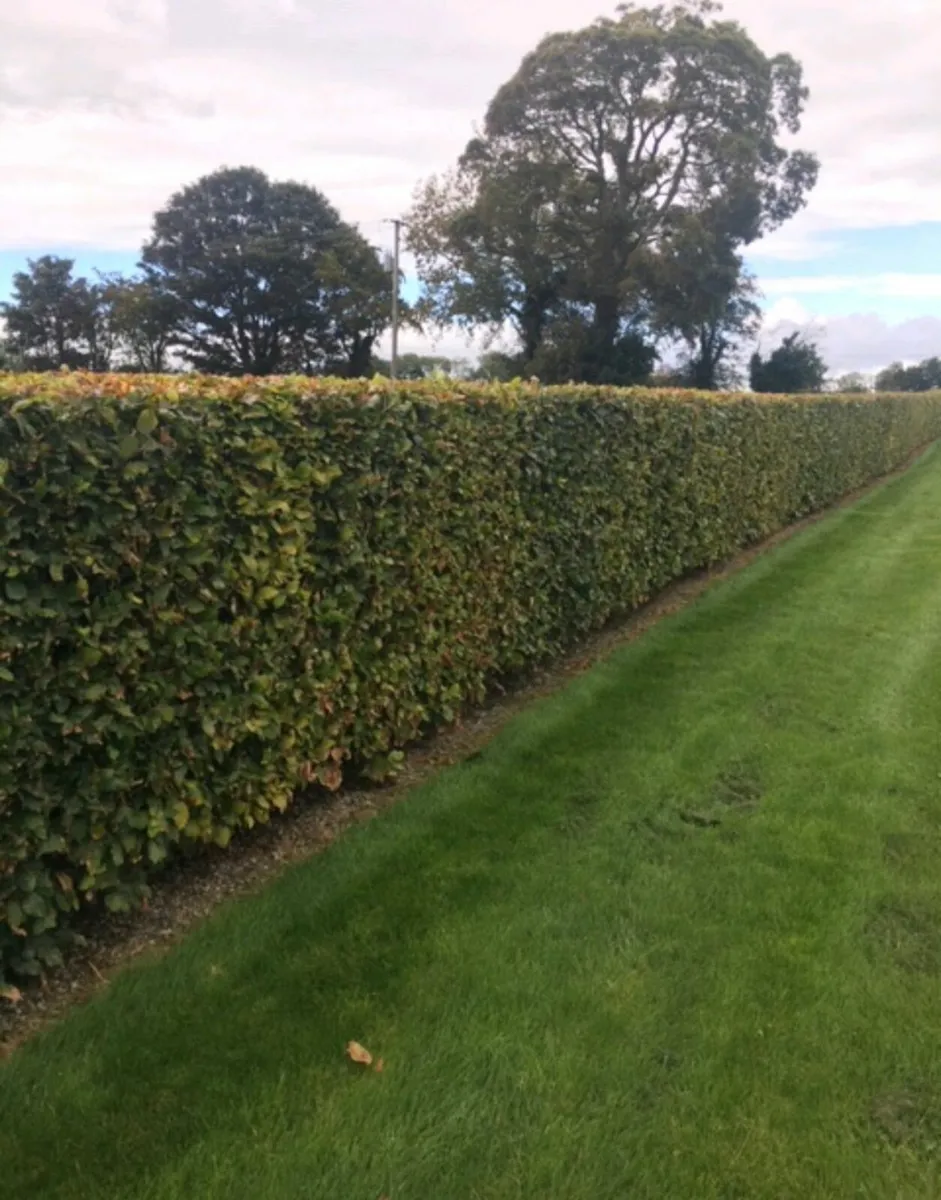 Beech Hedging for sale 🌳 - Image 4