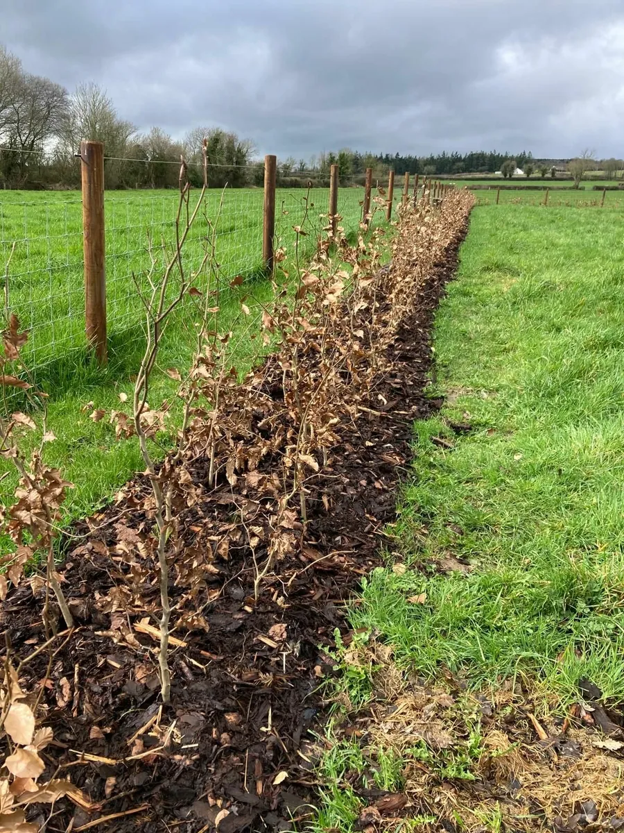 Beech hedging for sale 🌳 - Image 3