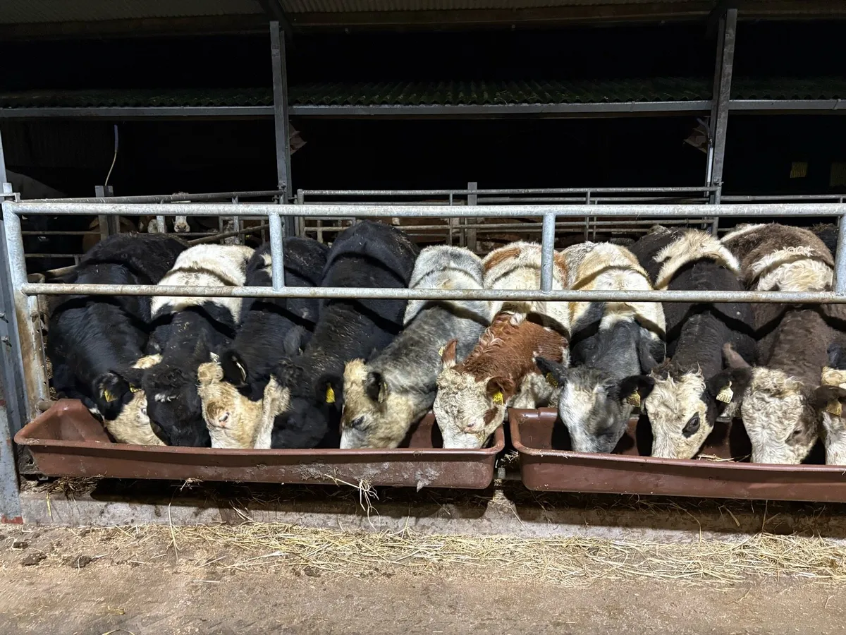 Heifers for sale - Image 1