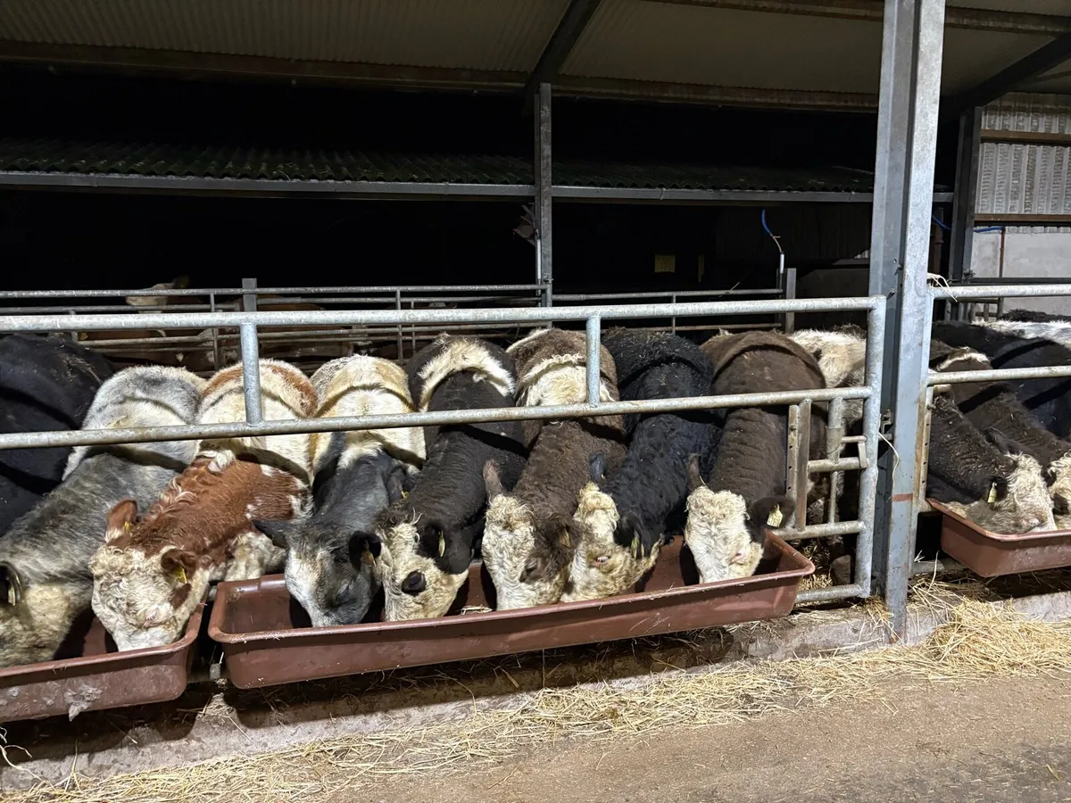 Heifers for sale - Image 2