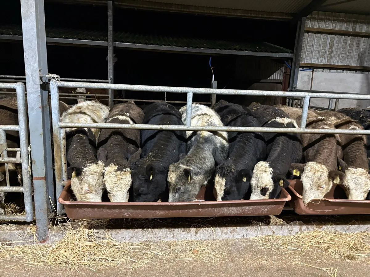 Heifers for sale - Image 3
