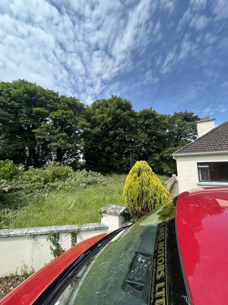 Tree maintenance and removals - Image 2