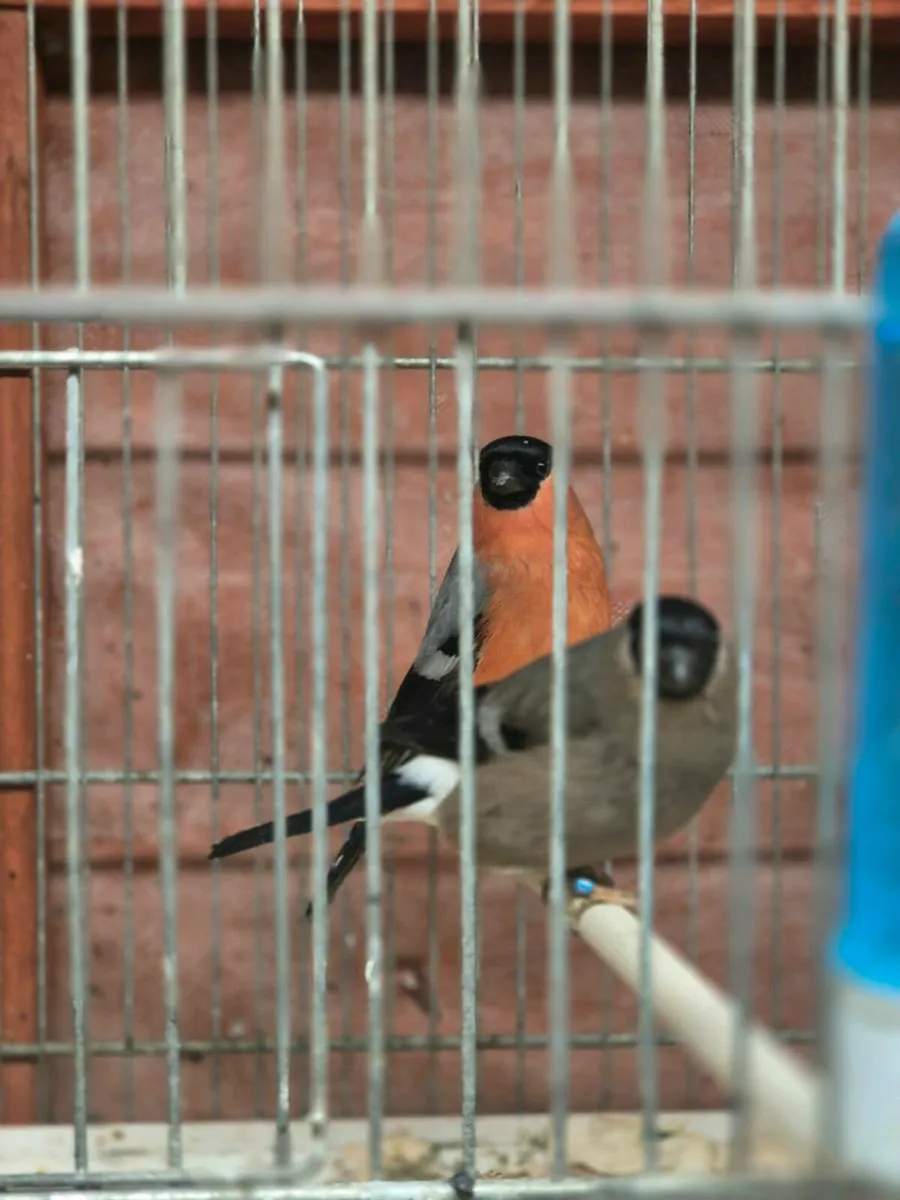 Siberian Bull finches and cages - Image 3