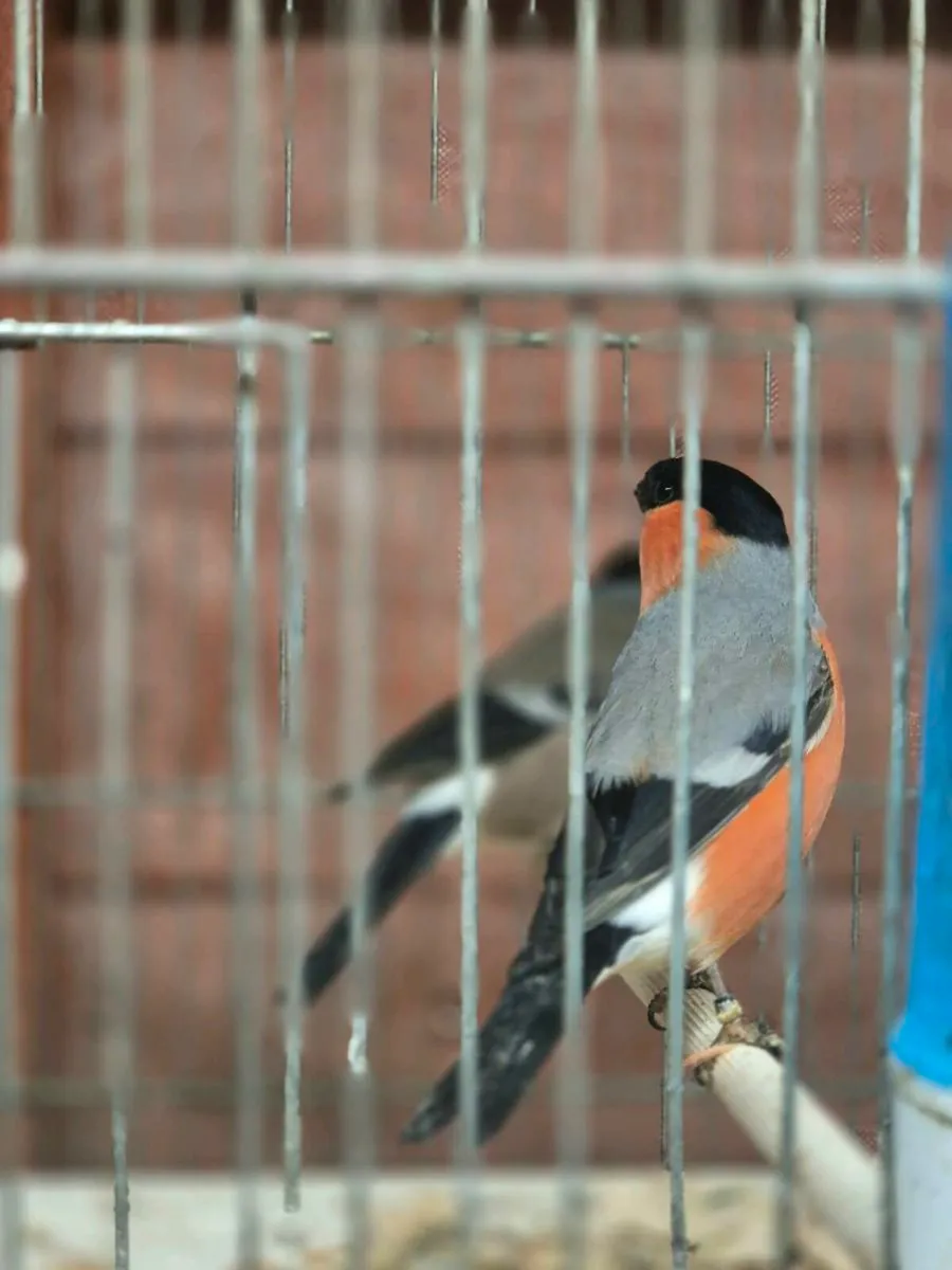 Siberian Bull finches and cages - Image 4