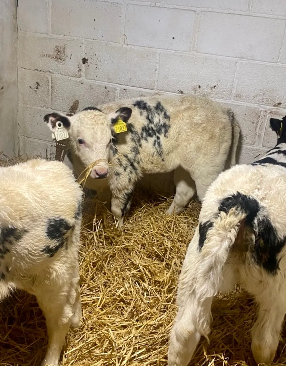 C M C CALF SUPPLIES THE HOME OF QUALITY CALVES - Image 2