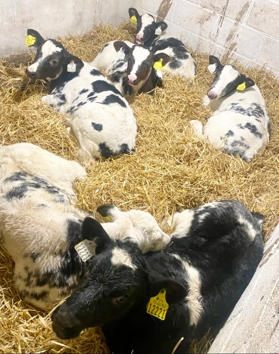 C M C CALF SUPPLIES THE HOME OF QUALITY CALVES - Image 3