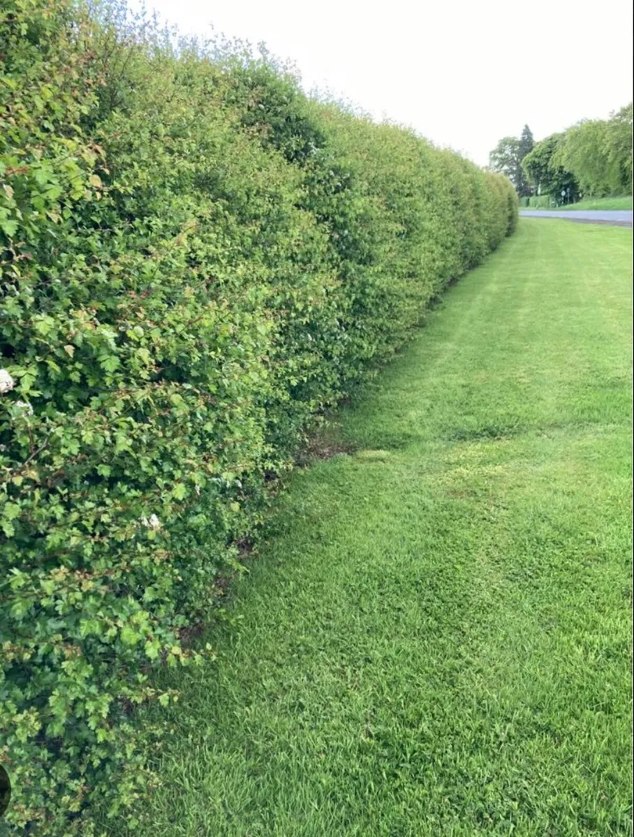 Tree and Hedge planting - Image 4