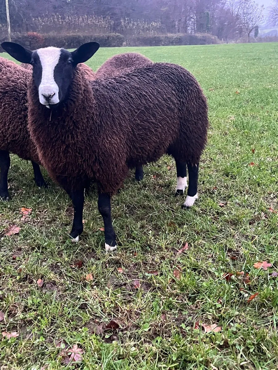 Zwartbles Ewe lamb. - Image 1