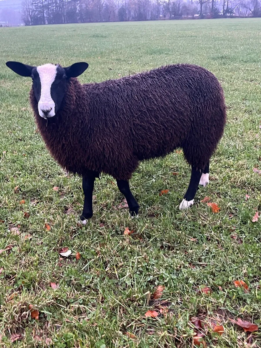 Zwartbles Ewe lamb. - Image 2