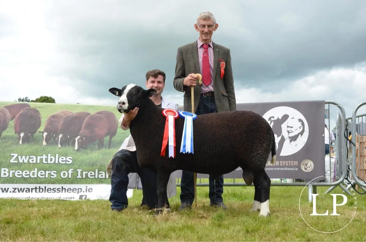 Zwartbles Ewe lamb. - Image 3