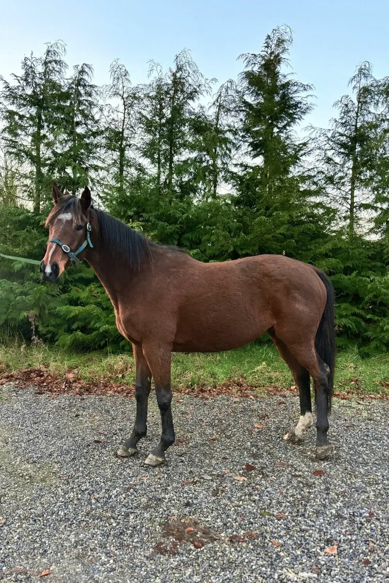 Cokoriko & Jet Away Fillies - Image 1