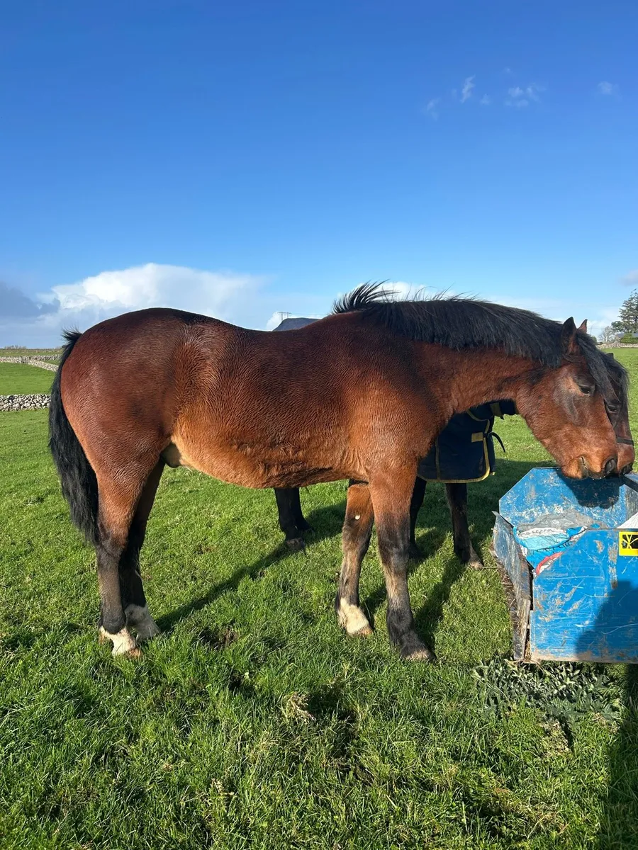 🍀LOT 74 Connemara Gelding 🍀 - Image 1