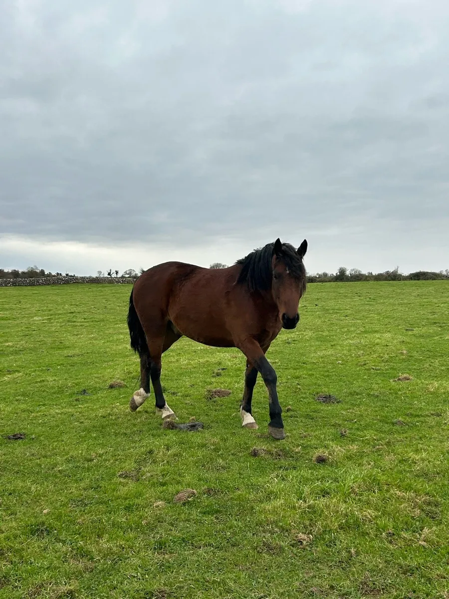 🍀LOT 74 Connemara Gelding 🍀 - Image 3