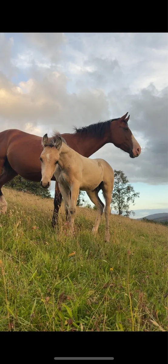 Beautiful in foal broodmare by Dantos - Image 2