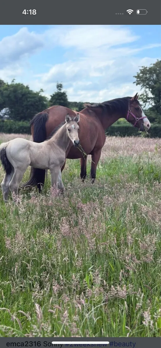 Beautiful in foal broodmare by Dantos - Image 3