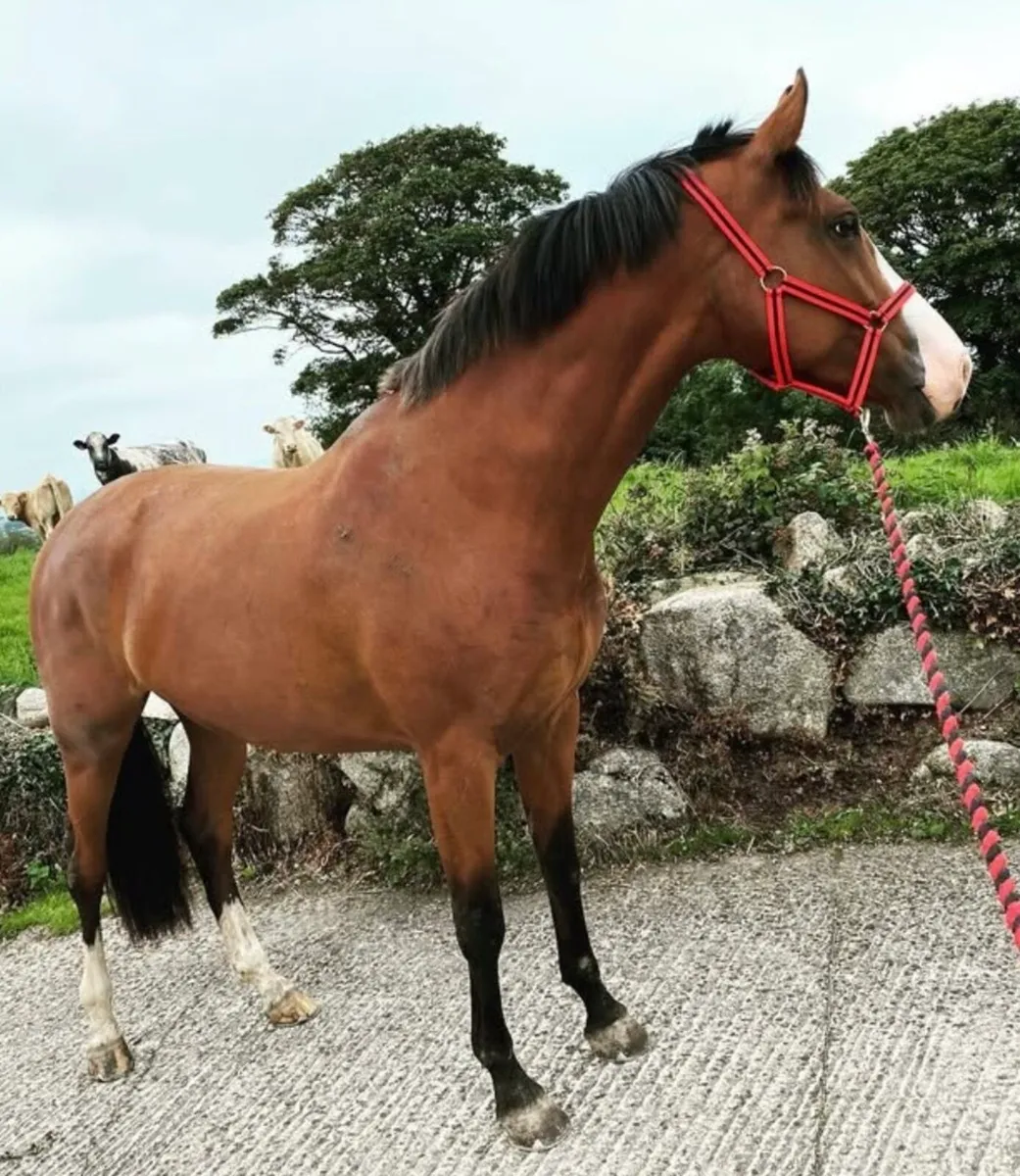 Beautiful in foal broodmare by Dantos - Image 1