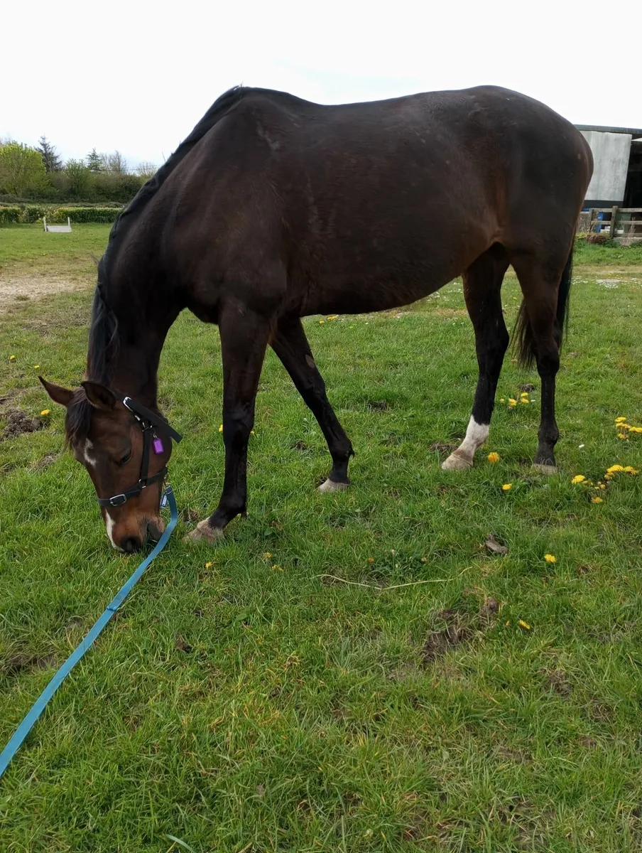 Horse for sale - Image 3