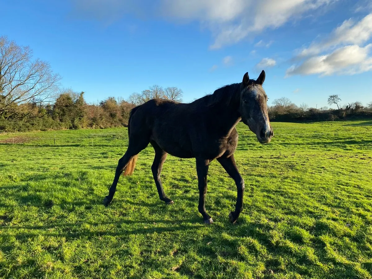 2022 TB gelding - Image 4