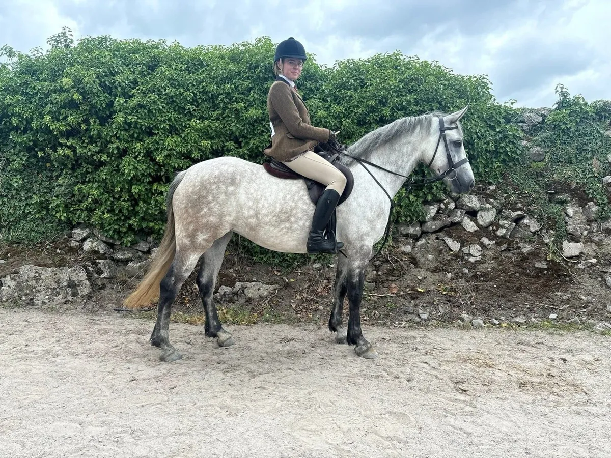 LOT 157 Clifden pony sales - Image 1