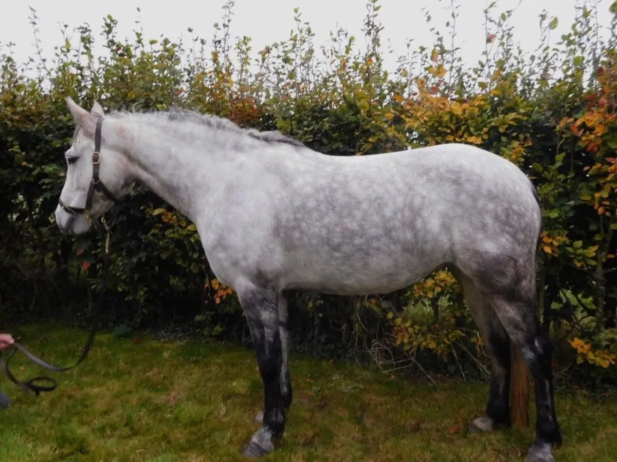 LOT 157 Clifden pony sales - Image 2