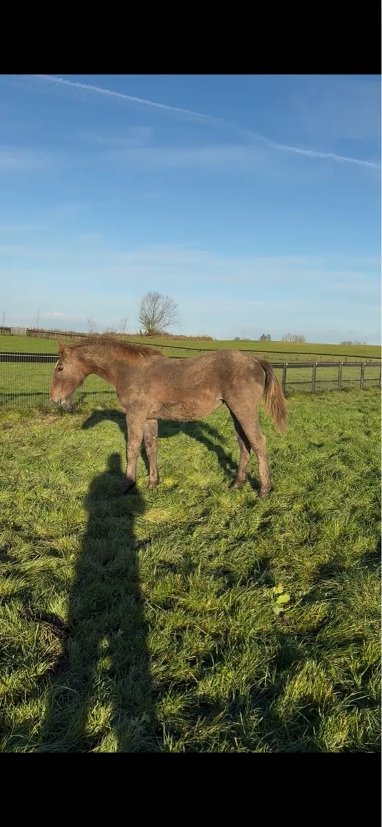 Rid filly foal - Image 3
