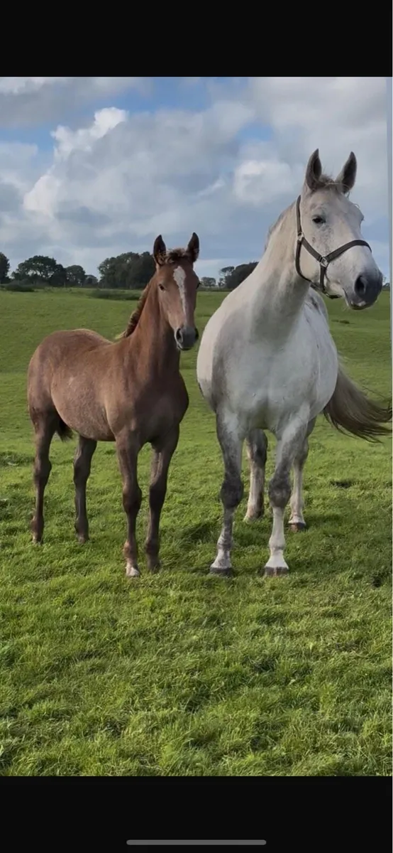 Rid filly foal - Image 1
