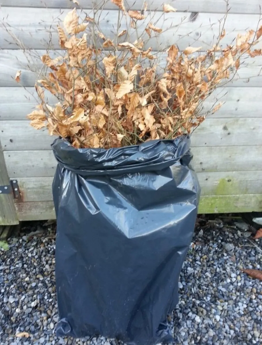 50cent Green Beech Bareroot