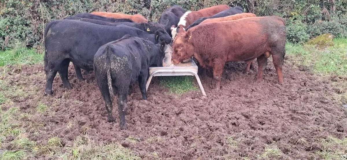 3 year old Red Angus bull - Image 4