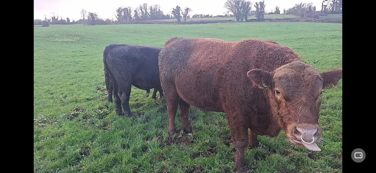 3 year old Red Angus bull - Image 3