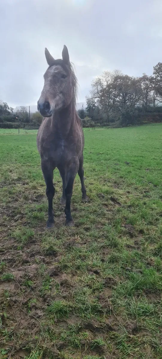 Wrs traditional  sport horse - Image 3